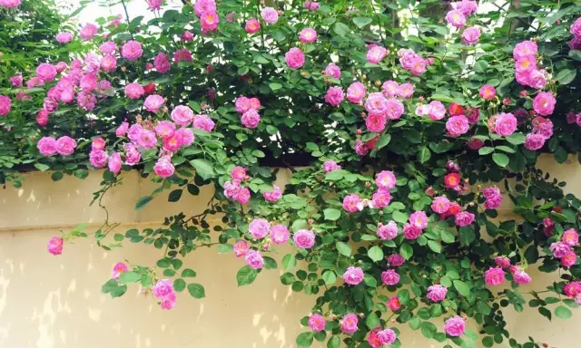 你的院子里有夢境般的花果藤架嗎？